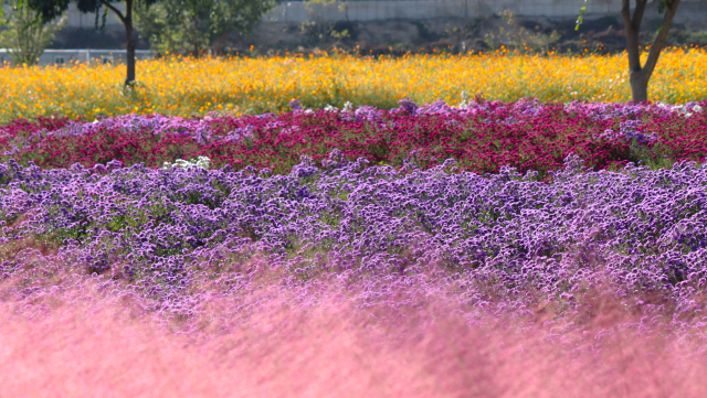 경남 의령군 호국의병의숲 친수공원이 4가지 색깔의 4가지 꽃으로 환상적 분위기를 연출하고 있다. 남태우 기자