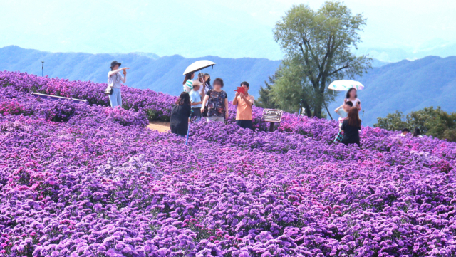 경남 거창군 감악산을 보라색으로 물들인 아스타국화 사이에서 관람객들이 사진을 찍고 있다. 남태우 기자