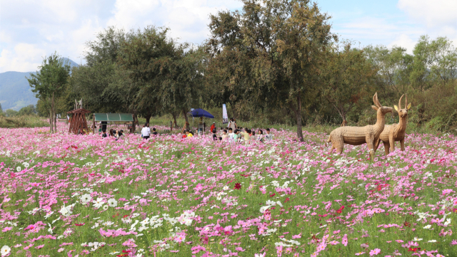 경남 밀양시 초동면 연가길에 활짝 핀 코스모스 꽃밭에서 어린이들이 가을 소풍을 즐기고 있다. 남태우 기자