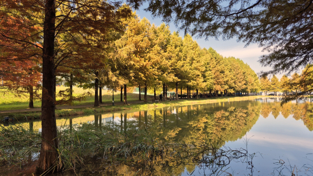 전남 담양군 메타세쿼이아랜드의 연못에 하늘과 나무 그림자가 풍덩 빠져 환상적인 그림을 연출하고 있다. 남태우 기자