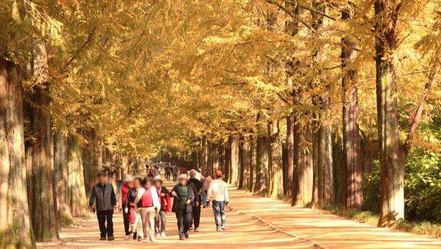 가을이 깊어가는 전남 담양군 메타세쿼이아랜드 나무터널에서 관람객들이 산책을 만끽하고 있다. 남태우 기자