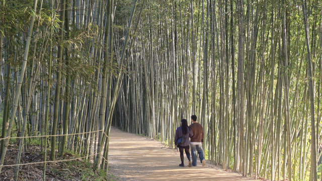 두 연인이 전남 담양군 죽녹원의 죽림에서 호젓한 데이트를 즐기고 있다. 남태우 기자