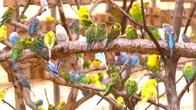 경북 경주시 동궁원 버드파크에서 앵무새들이 나뭇가지에 앉아 쉬고 있다. 남태우 기자
