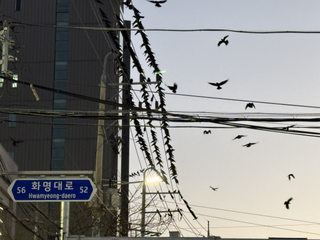 부산 북구 화명동 와석교차로 주변 전선에 앉아 있는 까마귀들 모습. 김준현 기자 joon@