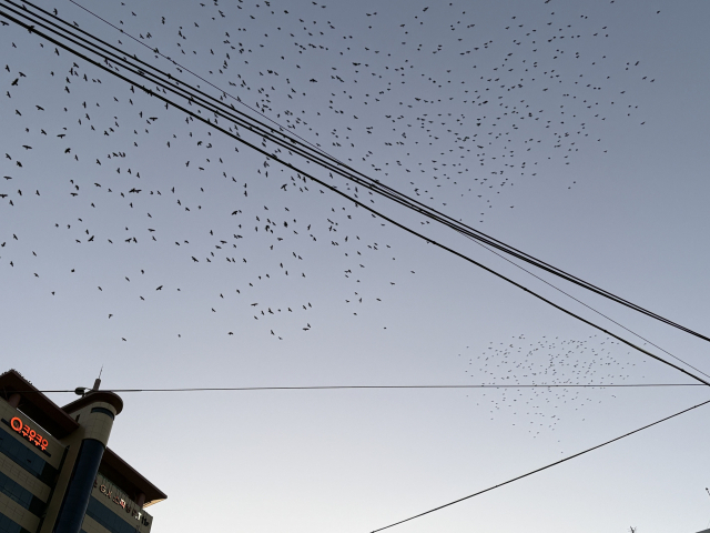 부산 북구 화명동 와석교차로 일대 하늘에서 포착된 떼까마귀 모습. 김준현 기자 joon@