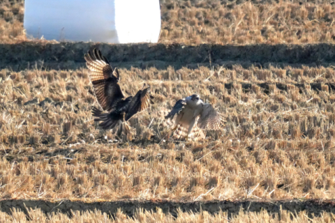 울주군 들녘서 펼쳐진 맹금류의 먹이 쟁탈전