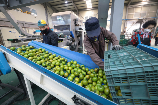 대저농협의 대저 짭짤이 토마토 자동 선별·포장 작업 모습. 부산일보DB