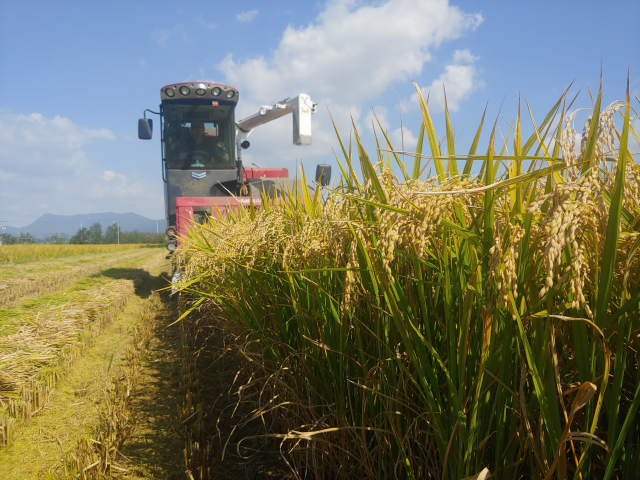 부산 지역 쌀 특화 품종인 황금예찬이 재배되고 있는 모습. 부산시 제공