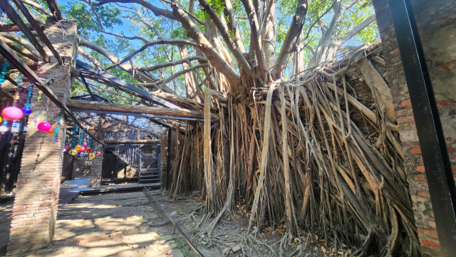 대만 타이난의 덕기 상사 건물 뒤편에 있는 안핑수옥. 벵골 보리수가 벽을 뚫고 지붕을 덮으면서 나무와 집이 하나가 된 기이한 모습을 하고 있다.