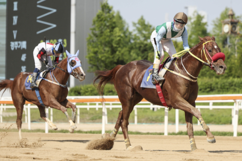 2024년 스포츠조선배에서 우승한 강풍마.