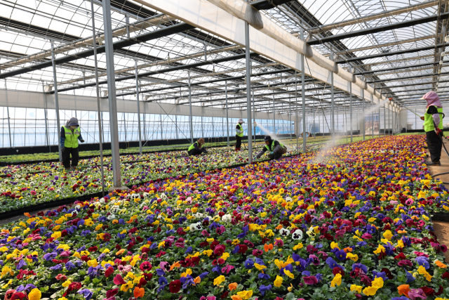 15일 양산시 하북면 용연리 양산시 농업기술센터 초화류 육묘장에 펜지와 루피너스, 페츄니아, 베고니아 등 다양한 봄꽃들이 출하를 기다리고 있다. 이들 봄꽃은 이번주부터 도심 화단 등에 이식돼 시민과 방문객에게 아름다운을 선사하게 된다. 양산시 제공