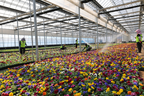 [포토뉴스]출하 기다리는 다양한 봄꽃