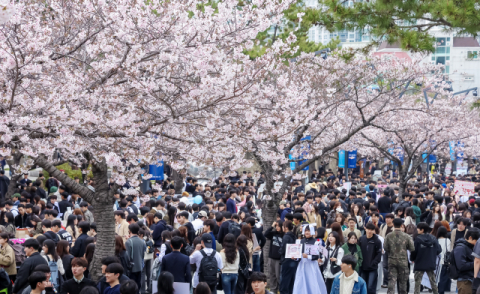 만우절 교복 입은 김에, 사람 모이는 김에…대학가는 벚꽃 축제