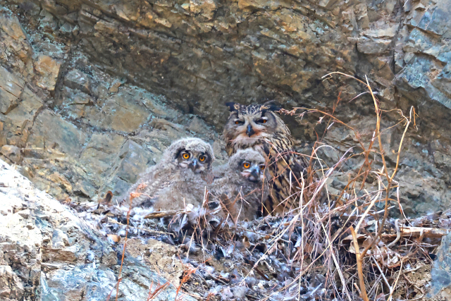 울산 울주군 주거지 인근 절개지 암벽 둥지에서 포착된 멸종위기 야생생물 Ⅱ급이자 천연기념물인 수리부엉이 가족. 윤기득 사진작가 제공