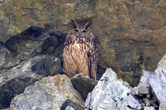 울산 울주군 주거지 인근 인공 절개지 암벽 서식지에서 멸종위기 야생생물 Ⅱ급이자 천연기념물인 수리부엉이 성조 한 마리가 매서운 눈빛으로 주위를 경계하며 보초를 서고 있다. 지난 1월 4일 포란 장면이 목격된 날 촬영했다. 윤기득 시민생물학자 제공