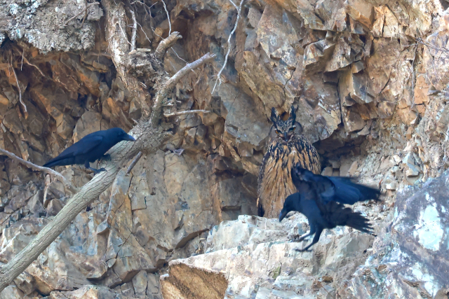 울산 울주군 절개지 암벽 서식지에서 멸종위기 야생생물 Ⅱ급이자 천연기념물인 수리부엉이가 큰부리까마귀들로부터 집단 공격(모빙, Mobbing)을 당하고 있다. 지능이 높은 까마귀들이 낮 시간 활동성이 떨어지는 최상위 포식자 수리부엉이를 에워싸고 위협하는 모습이 야생의 치열한 생존 현장을 고스란히 보여준다. 윤기득 시민생물학자 제공