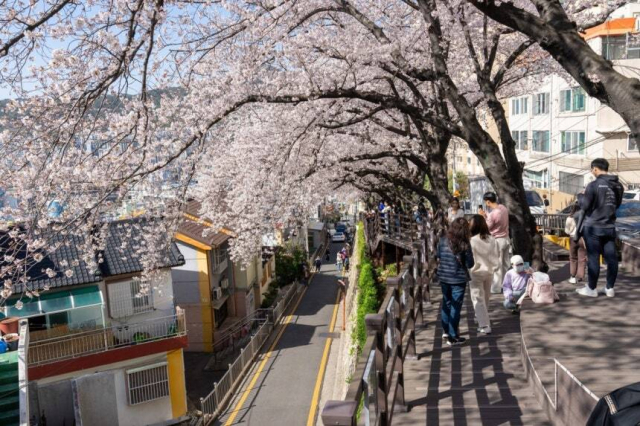개금 벚꽃길. 부산진구 제공. 연합뉴스