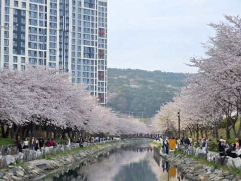 ‘봄바람 휘날리며~’ 벚꽃 만개한 부산, 주말 벚꽃축제마다 봄기운 ‘물씬’