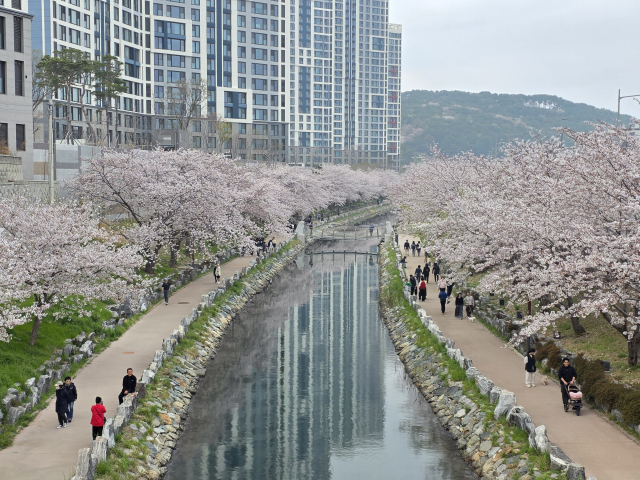 벚꽃이 만개한 주말을 맞이해 부산 지역 곳곳이 분홍빛 축제로 물들었다. 사진은 지난 3일 진행된 영도구 구룡마을 벚꽃축제 모습. 김재량 기자 ryang@