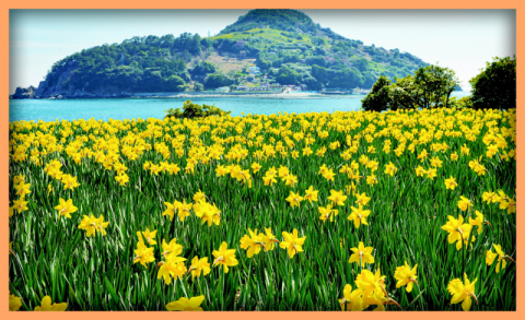 [밀물썰물] 공곶이 수선화