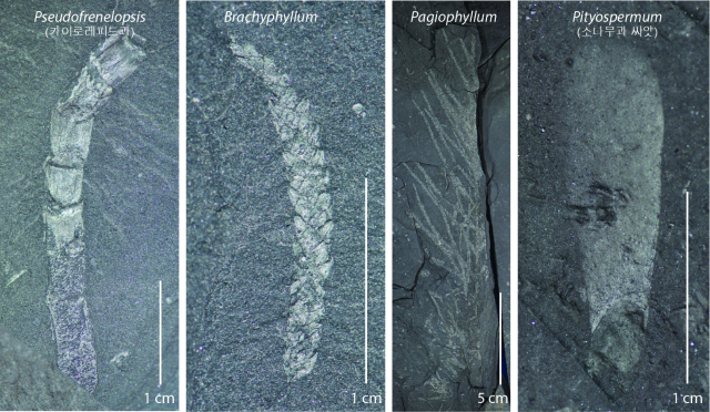 건조기후에서 자생하는 소엽침엽수 화석 사진. 김경수 교수 제공