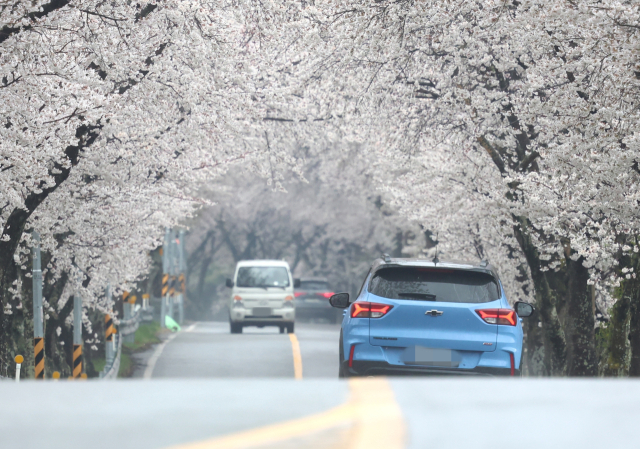 봄비가 내리는 9일 경남 함양군 백전면 벚꽃이 만개한 ‘벚꽃터널’을 차량들이 지나가고 있다. 함양군은 백전면은 벚꽃 명소인 백운산이 위치해 있으며, 특히 50리에 달하는 벚꽃 드라이브 코스가 조성돼 있어 해마다 수많은 상춘객이 몰린다. 함양군 제공