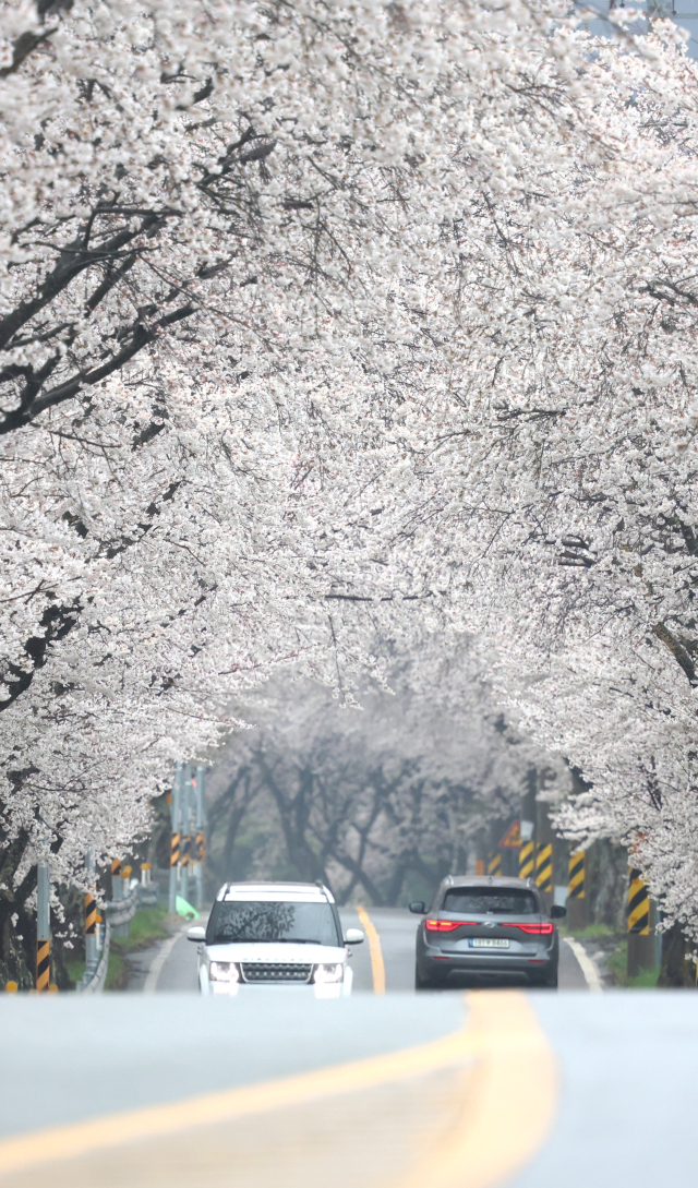 봄비가 내리는 9일 경남 함양군 백전면 벚꽃이 만개한 ‘벚꽃터널’을 차량들이 지나가고 있다. 함양군은 백전면은 벚꽃 명소인 백운산이 위치해 있으며, 특히 50리에 달하는 벚꽃 드라이브 코스가 조성돼 있어 해마다 수많은 상춘객이 몰린다. 함양군 제공