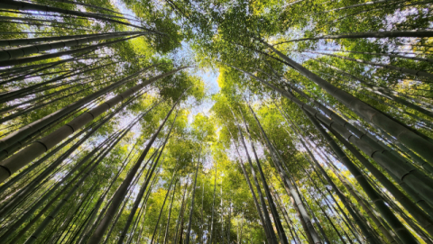 [부산 기장 아홉산숲 기행] 시공간 사라진 무념의 세계에 댓잎 소리만 귓가 스쳐