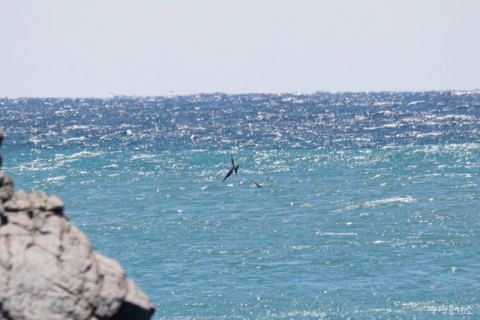 뇌 반쪽만 자며 500km 무착륙 비행…‘군함조’ 울산서 포착