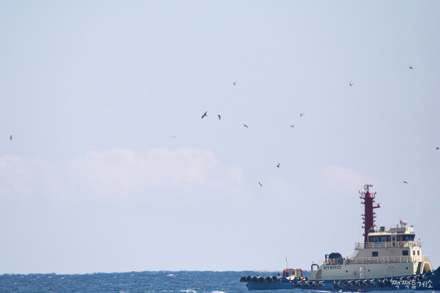 울산 앞바다를 지나가는 작업선 상공에서 갈매기 무리와 어울려 비행하는 군함조(중앙 가장 큰 새). 뇌의 절반만 잠드는 ‘반쪽 잠’ 비행을 하는 희귀 열대 조류로 울산에서 매우 드물게 관찰된다. 짹짹휴게소 홍승민 대표 제공