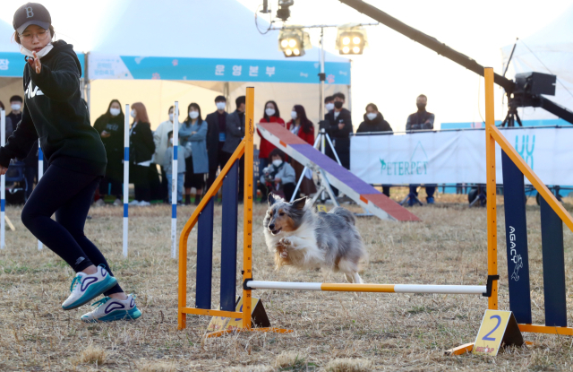 2020년 부산 북구 반려동물 문화축제에서 열린 ‘어질리티 대회’ 모습. 정종회 기자 jjh@