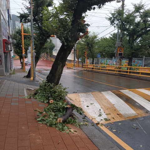 집중호우에 부산서 도로 잠기고 나무 쓰러져… 소방 조치 8건