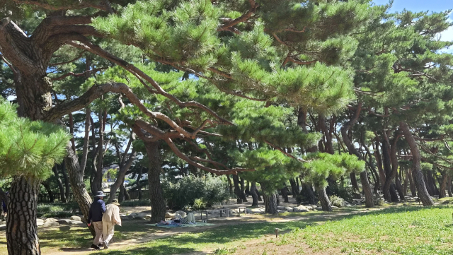 충북 제천을 맛보고 걷고 이야기 들을 수 있는 미식 여행 ‘가스트로 투어’(Gastro Tour). 건강한 음식에 한껏 행복해진 뒤 만나는 치유의 숲은 관람객은 물론이고, 지역민들에게 힐링과 치유의 공간이 되고 있다. 김진성 기자 paperk@