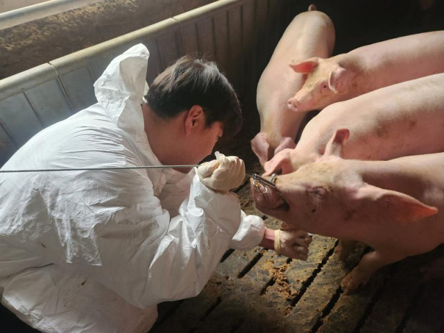 경남도는 도내 전 양돈농가에서 아프리카돼지열병 사전 조사를 진행하고 있다. 사진은 검체 장면. 경남도 제공