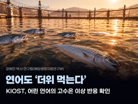 “연어도 더위 먹는다”… KIOST, 고수온 속 연어 이상 신호 포착
